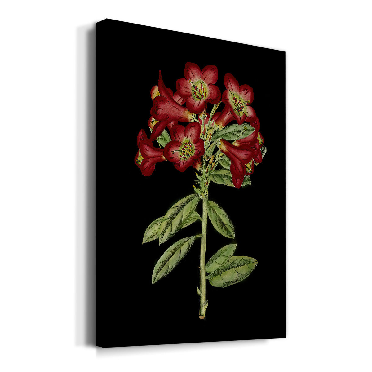 Crimson Flowers on Black (A) IV - Canvas Art Print