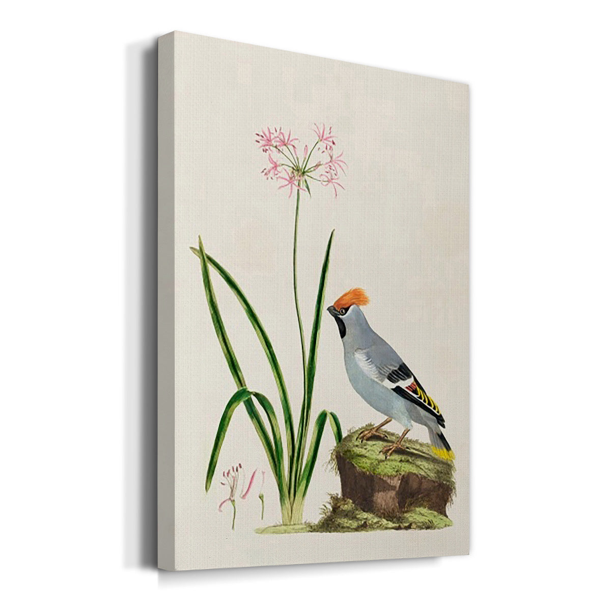 Amaryllis, Lily, and Waxwing, 1796 - Canvas Art Print