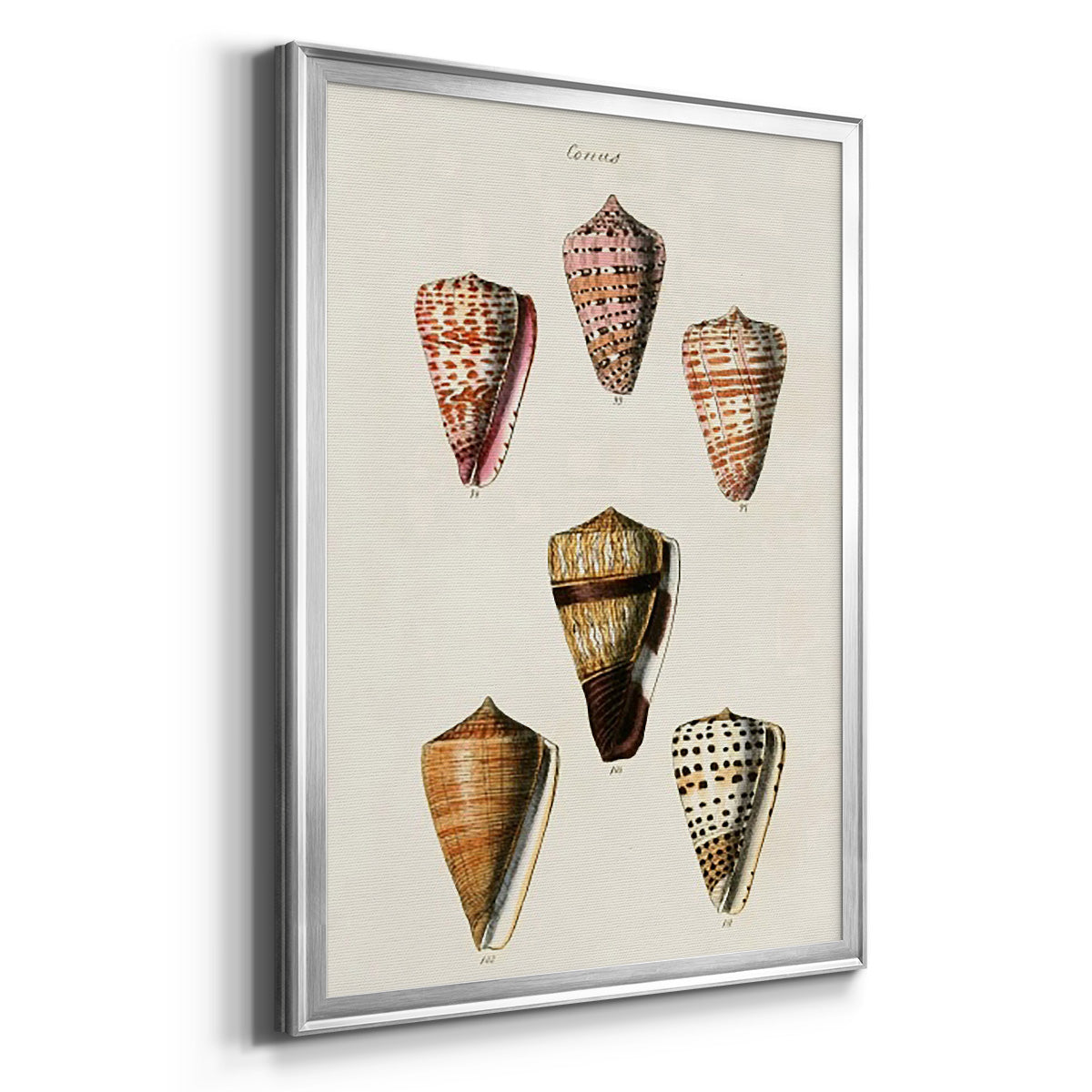Cone Shell Collection IV - Modern Framed Canvas Print