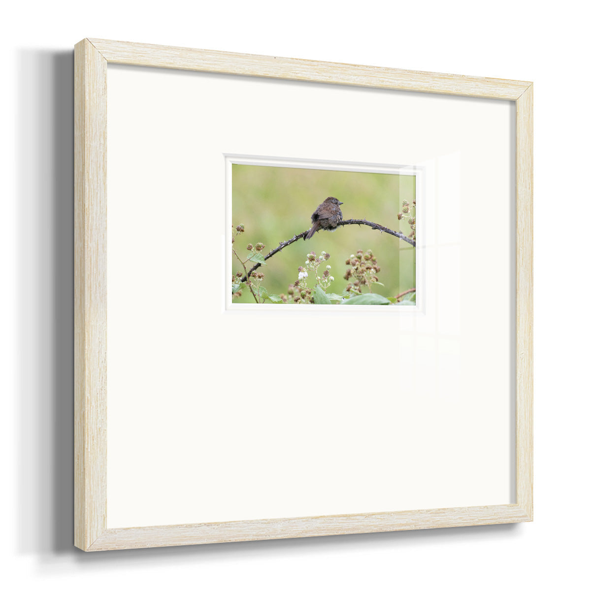 Resting Sparrow Premium Framed Print Double Matboard