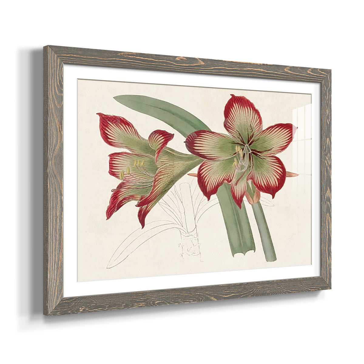 Amaryllis Varietals IV-Premium Framed Print - Ready to Hang