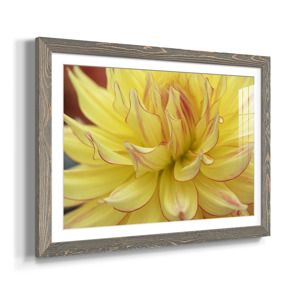 Blooms I - Barnwood Framed Art Print