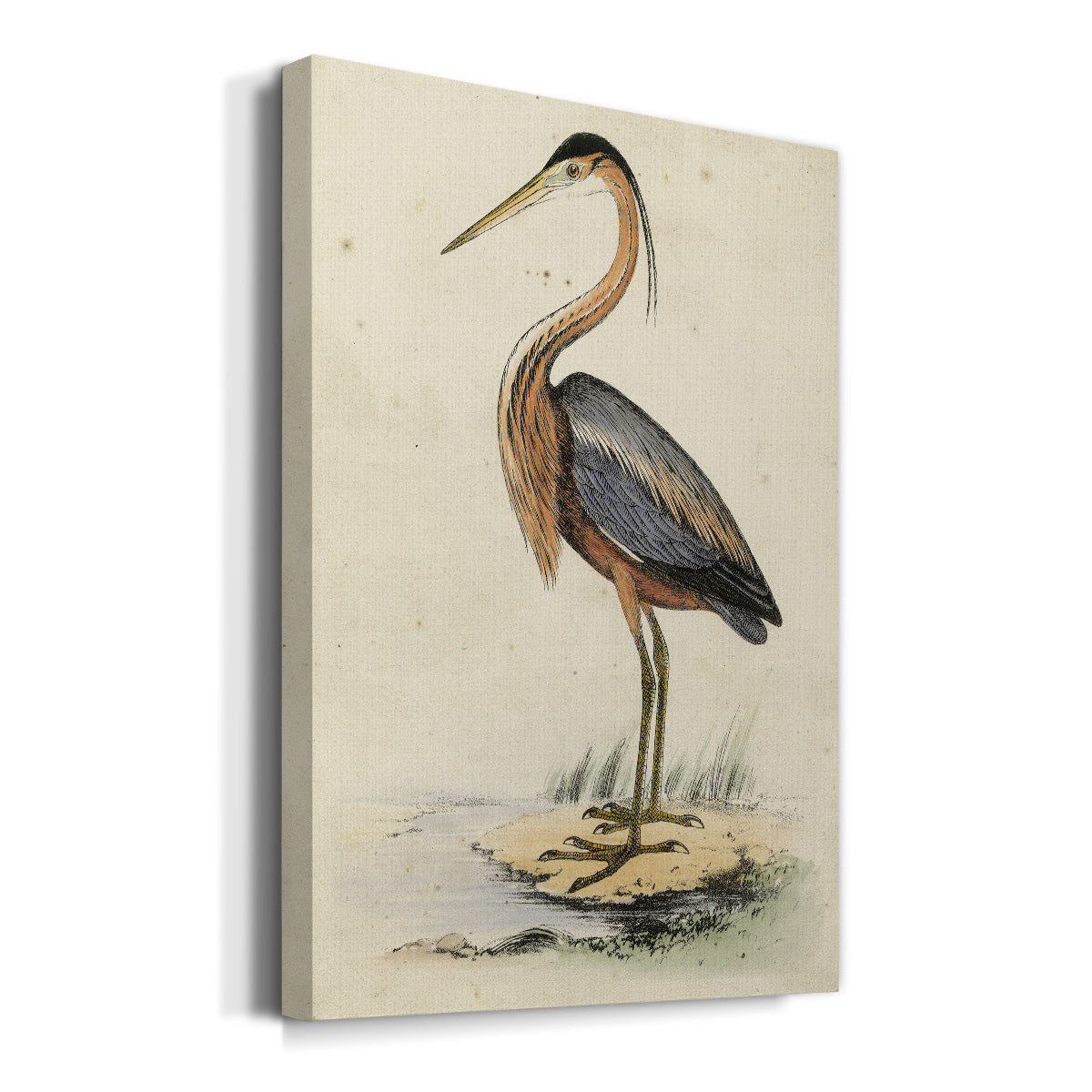 Antique Heron II Premium Gallery Wrapped Canvas - Ready to Hang