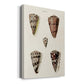 Cone Shell Collection III Premium Gallery Wrapped Canvas - Ready to Hang