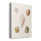 Pastel Knorr Shells IX - Canvas Art Print