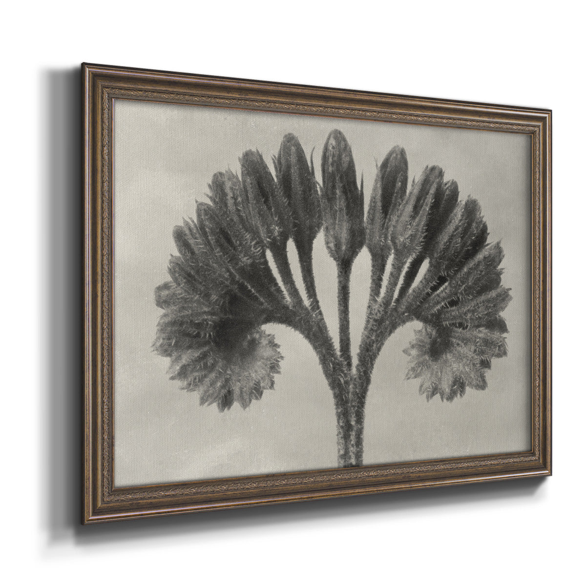 Vintage botanical plant study photograph by Karl Blossfeldt printed on canvas in an ornate traditional bronze frame.