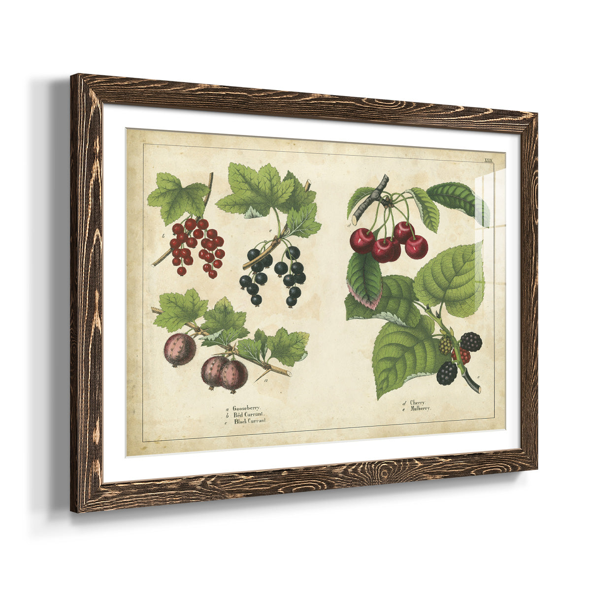 Kitchen Fruits III-Premium Framed Print - Ready to Hang