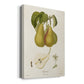 Vintage Pears V Premium Gallery Wrapped Canvas - Ready to Hang