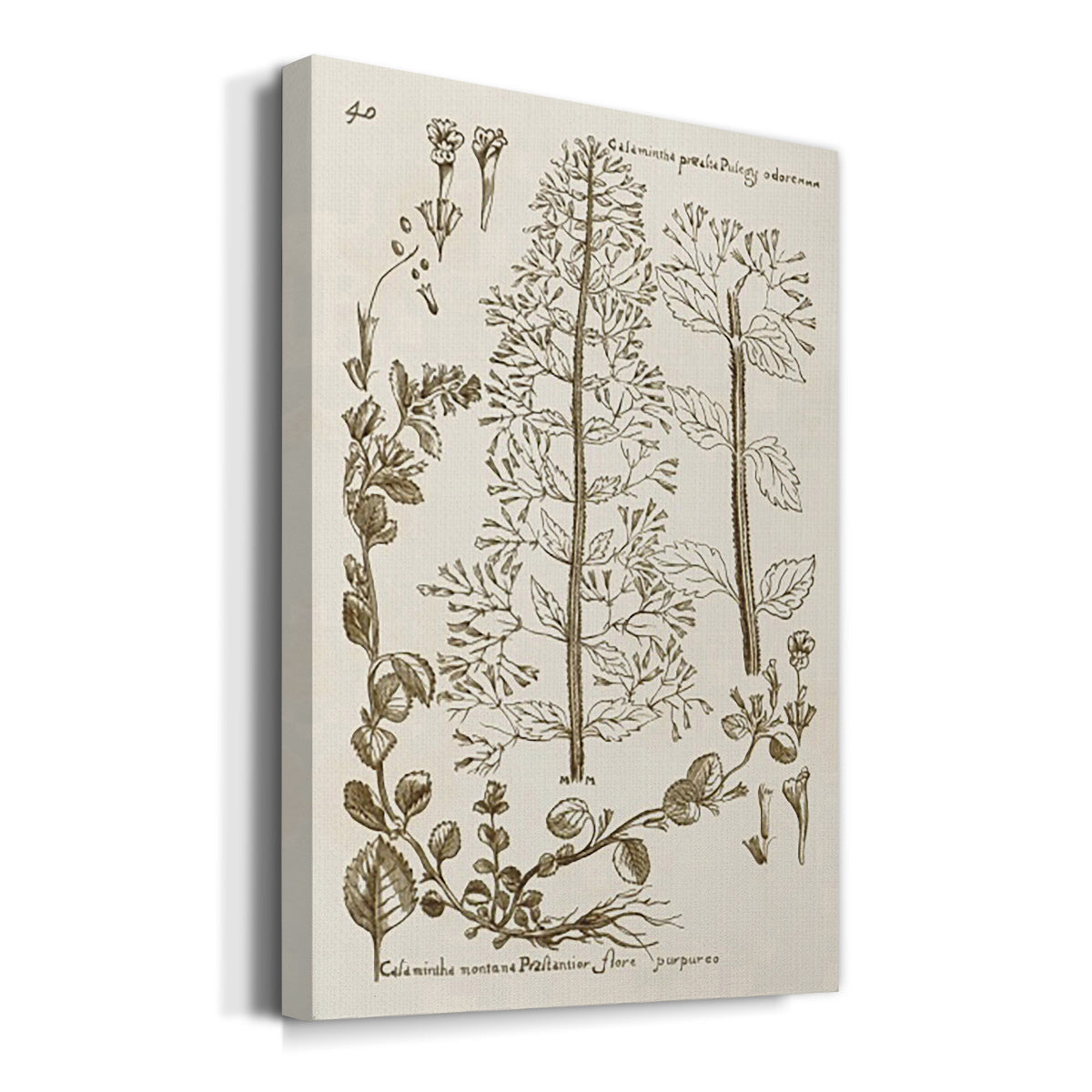 Sepia Botanical Journal V - Canvas Art Print