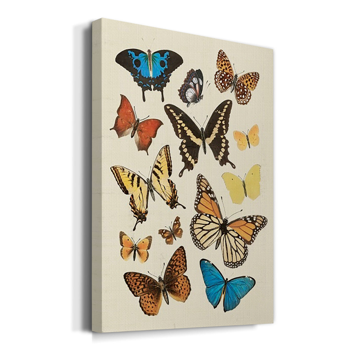 Collected Flutter II Premium Gallery Wrapped Canvas - Ready to Hang