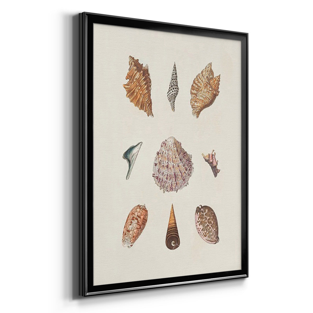 Knorr Shells & Coral VI - Modern Framed Canvas Print
