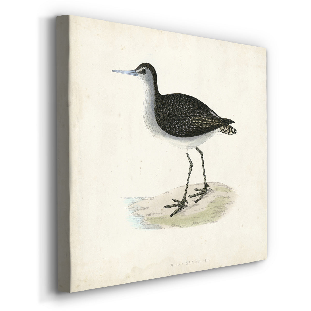 Morris Sandpipers VIII - Canvas Art Print