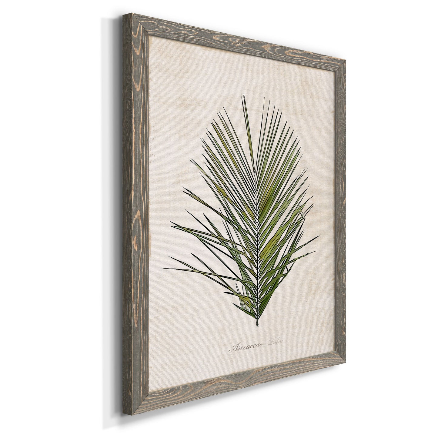 Palm Botanical I - Premium Canvas Framed in Barnwood - Ready to Hang