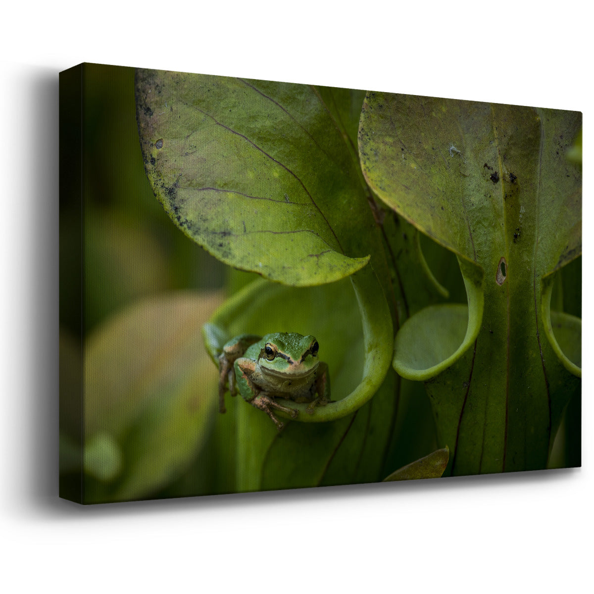 Arboreal Refuge Premium Gallery Wrapped Canvas - Ready to Hang