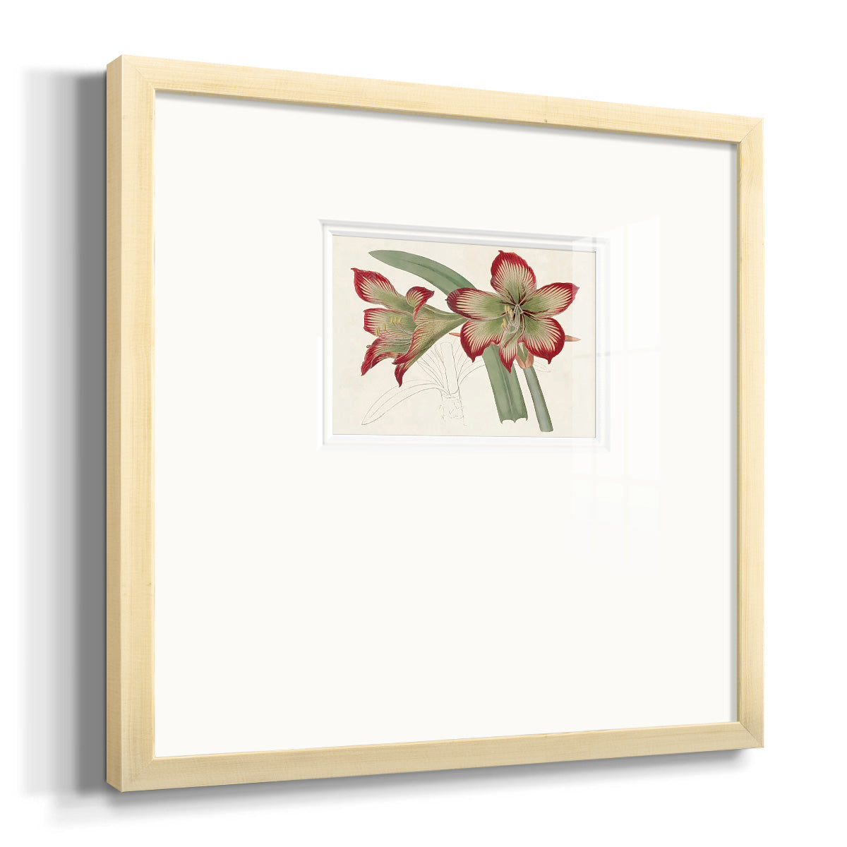 Amaryllis Varietals IV Premium Framed Print Double Matboard