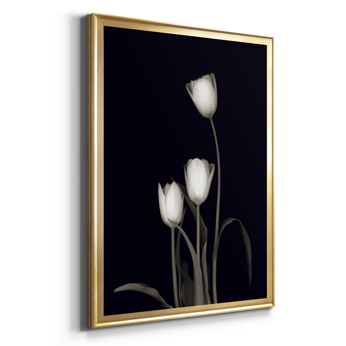 Tulip Pose III - Modern Framed Canvas Print