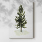 Watercolor Pine I - Gallery Wrapped Canvas