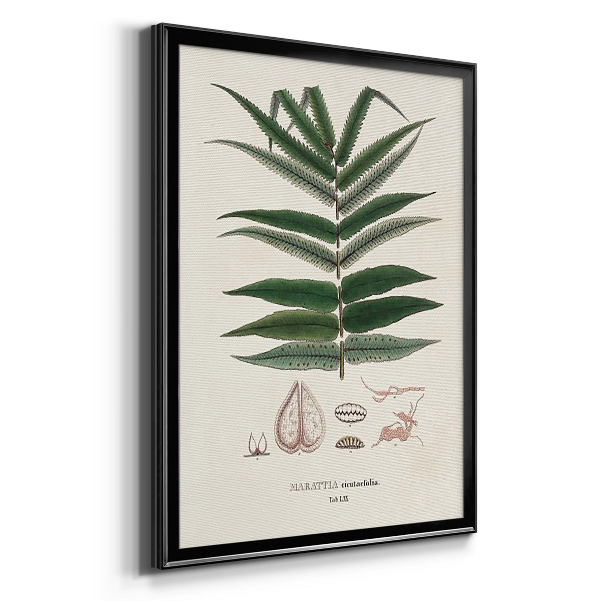 Botanical Society Ferns XII - Modern Framed Canvas Print