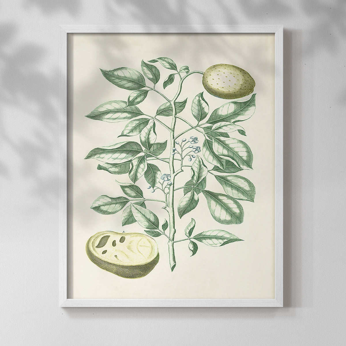 Buchoz Tropicals III - Restickable Framed Art Print