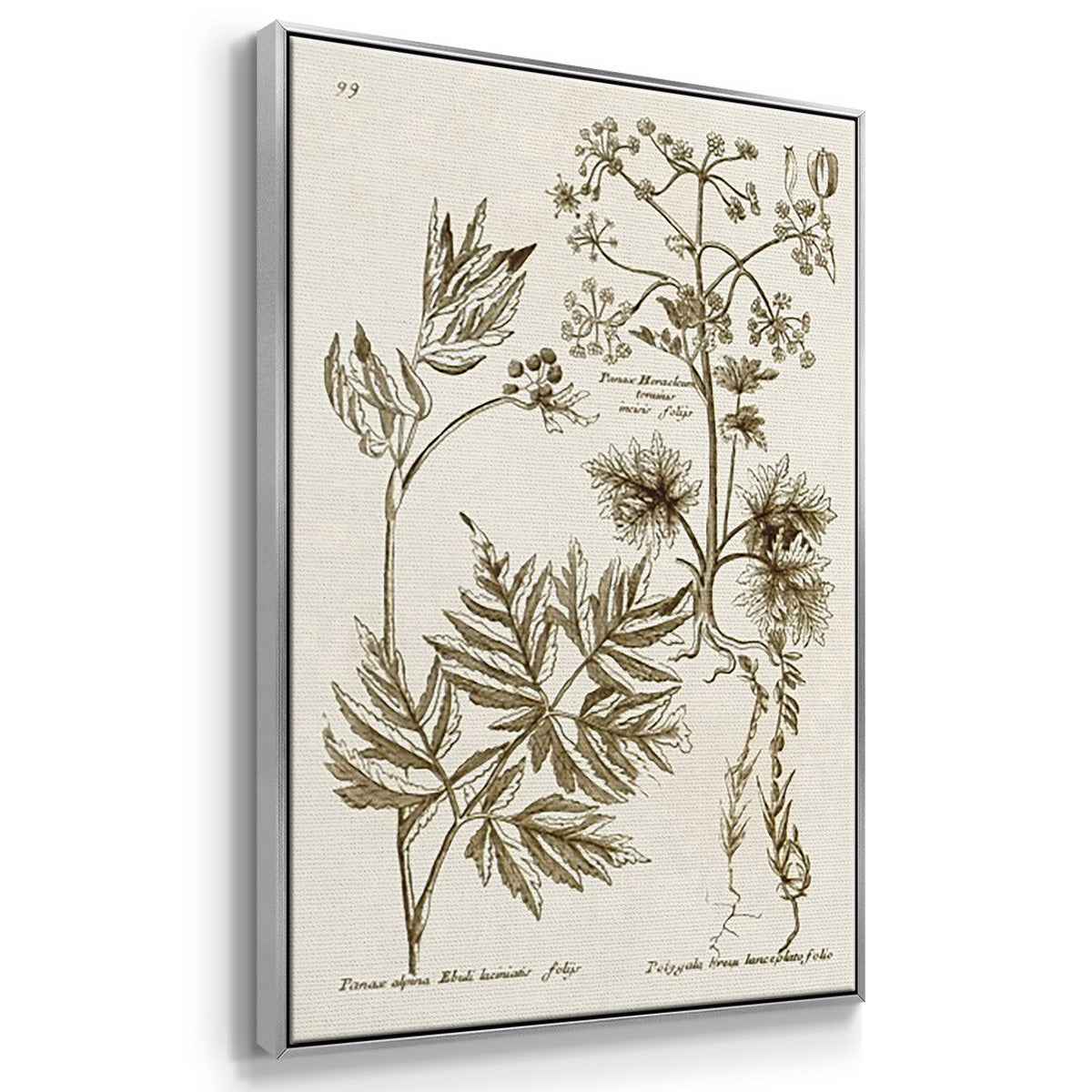 Sepia Botanical Journal I - Framed Premium Gallery Wrapped Canvas L Frame 3 Piece Set - Ready to Hang