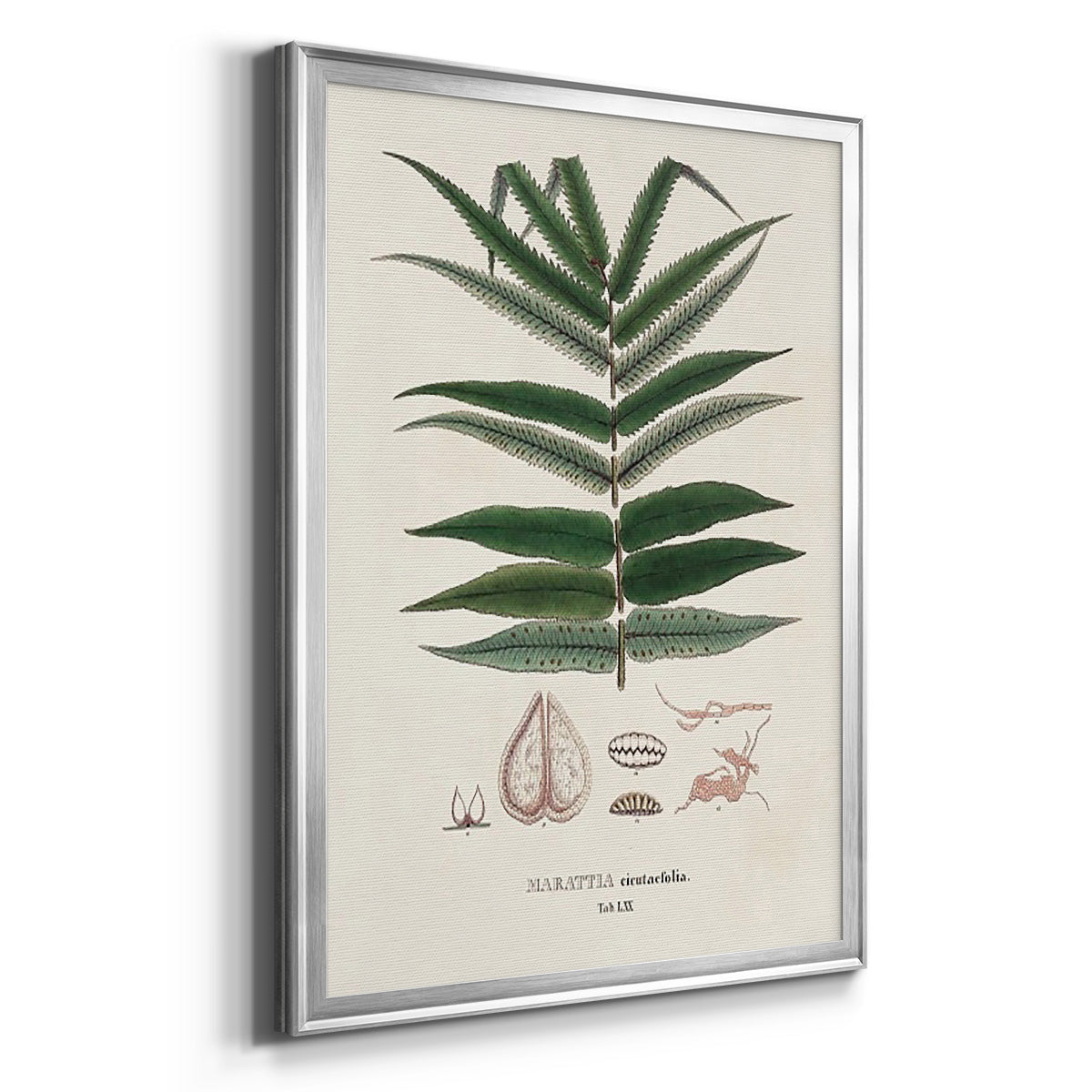 Botanical Society Ferns XII - Modern Framed Canvas Print