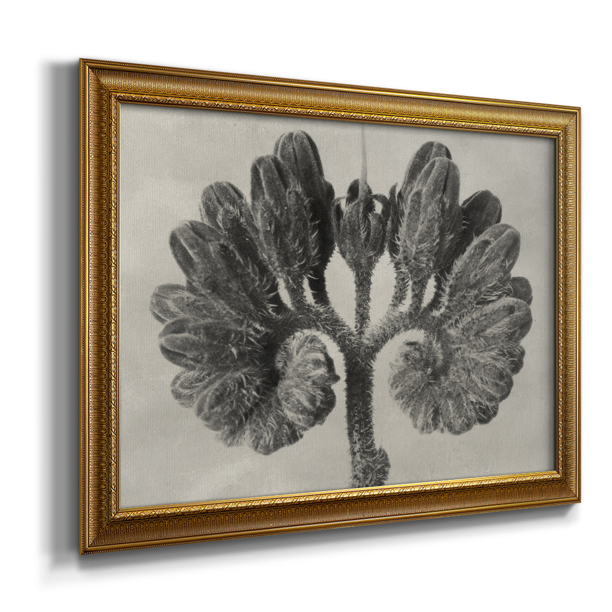 Blossfeldt Botanical VIII Premium Framed Canvas- Ready to Hang