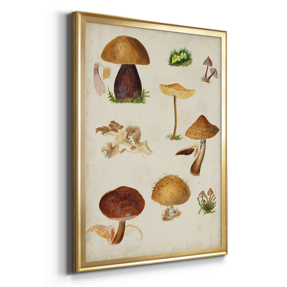 Mushroom Species II - Modern Framed Canvas Print