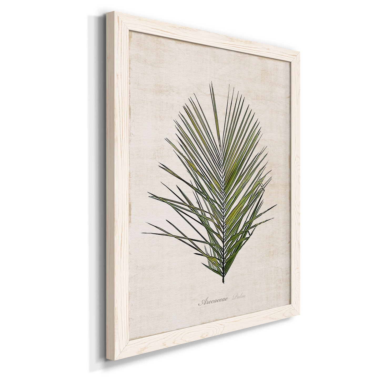 Palm Botanical I - Premium Canvas Framed in Barnwood - Ready to Hang