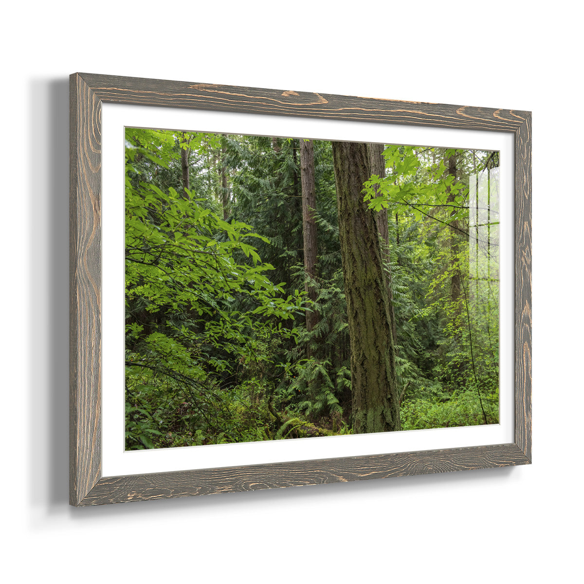 Calm of the Forest - Barnwood Framed Art Print