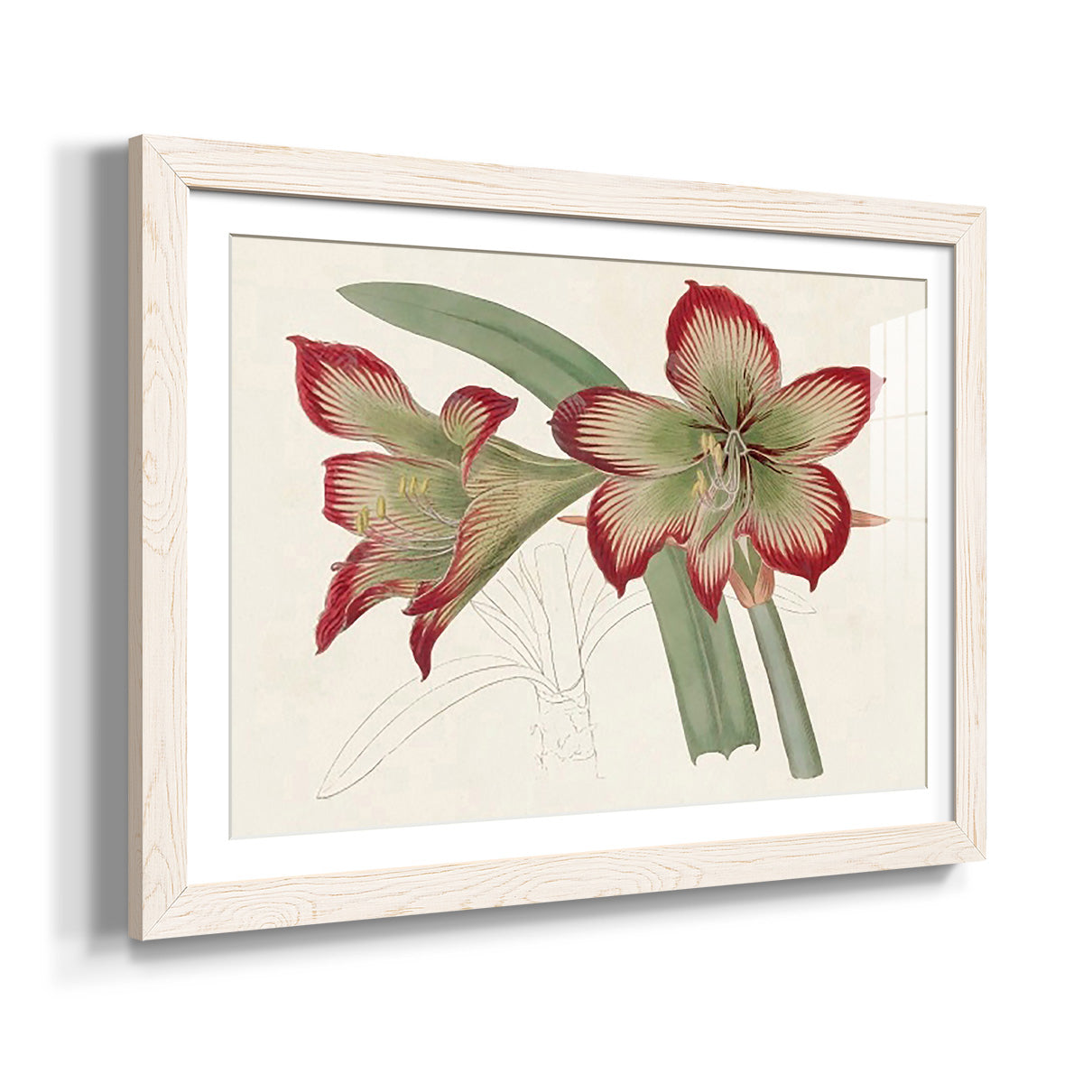 Amaryllis Varietals IV-Premium Framed Print - Ready to Hang