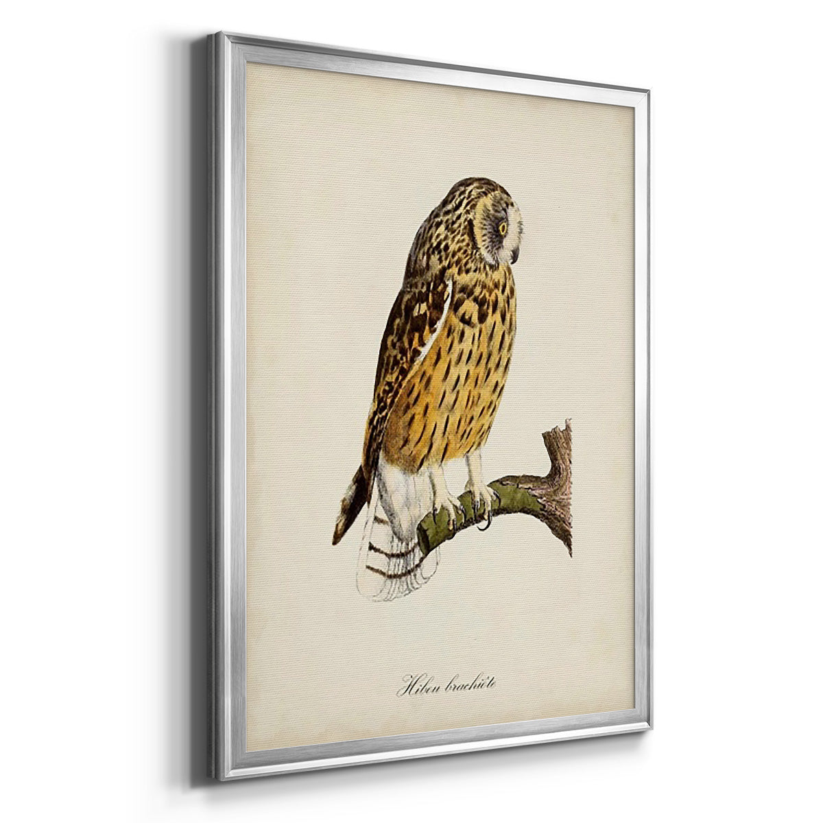 French Owls II - Modern Framed Canvas Print