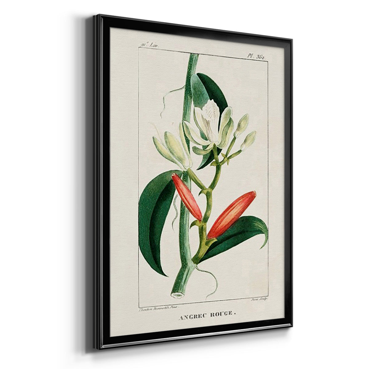 Turpin Tropical Botanicals IX - Modern Framed Canvas Print