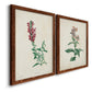 Traditional Botanical I - Premium Framed Canvas 2 Piece Set - Ready to Hang