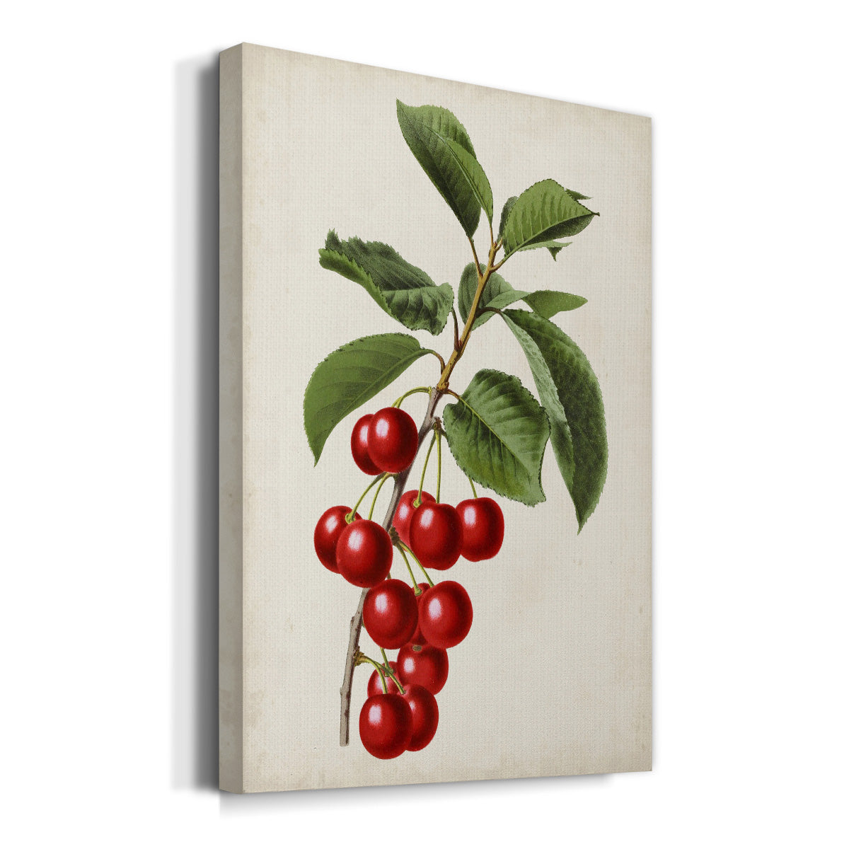 Antique Fruit II Premium Gallery Wrapped Canvas - Ready to Hang