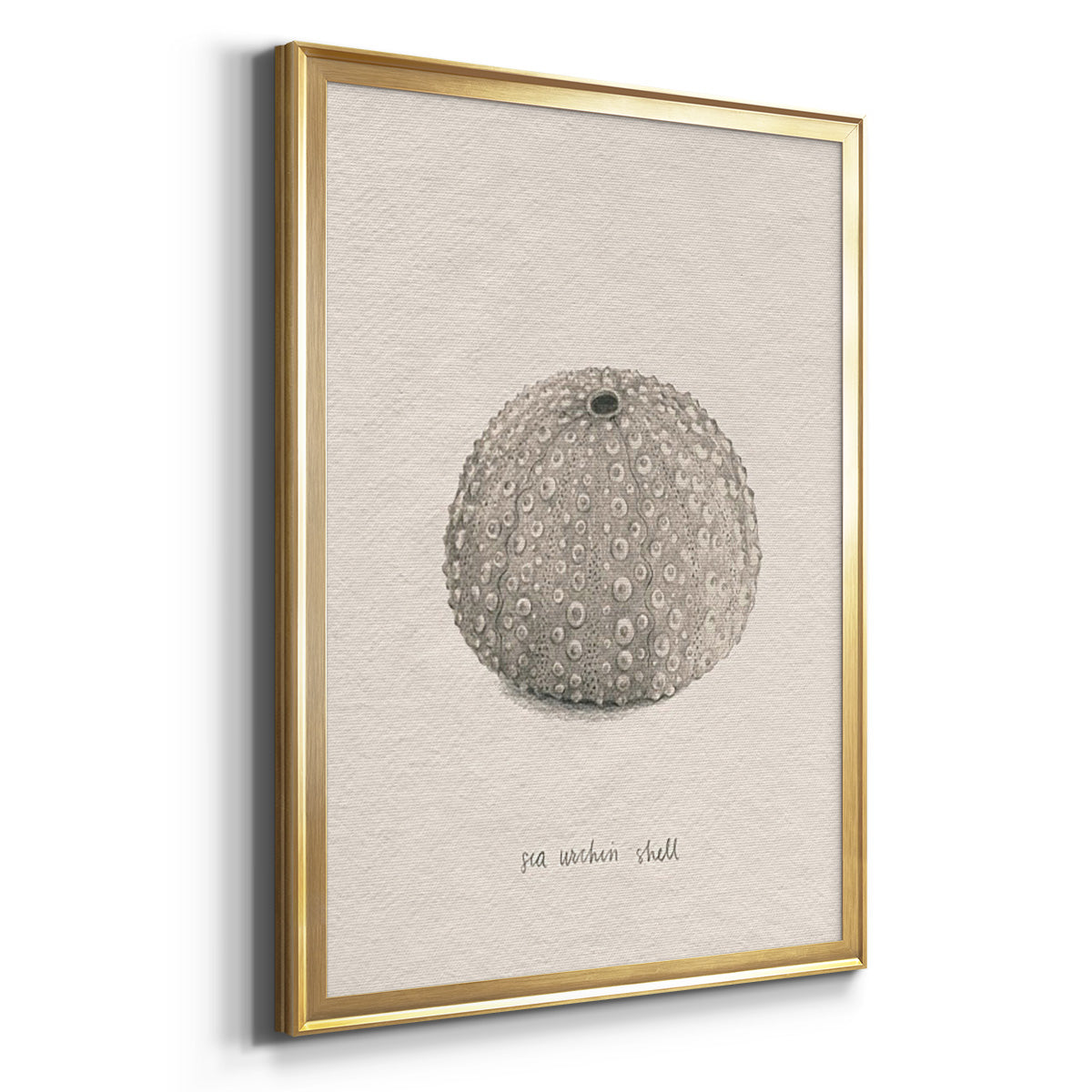Shore Treasure Study I - Modern Framed Canvas Print