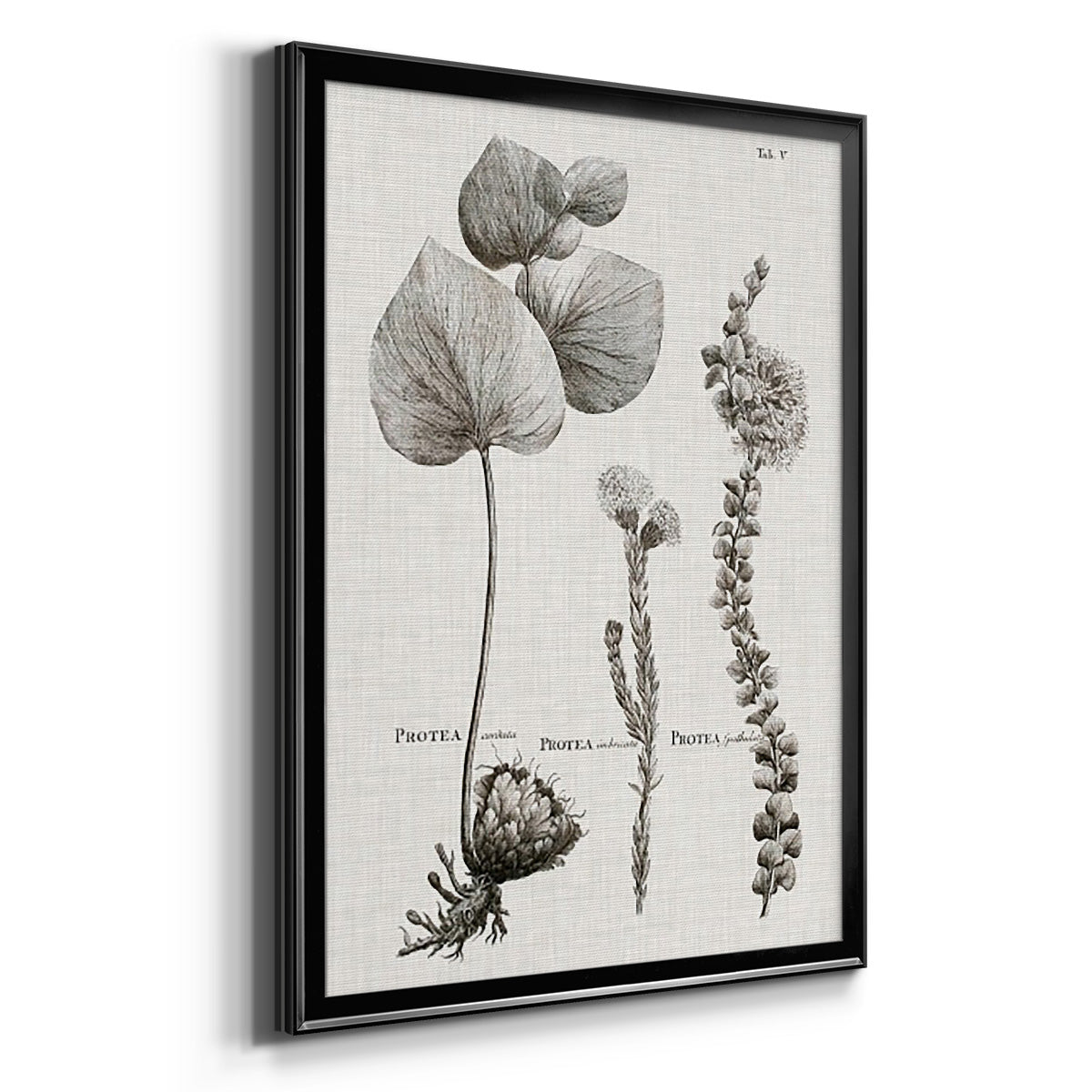 Black & White Protea on Linen II - Modern Framed Canvas Print