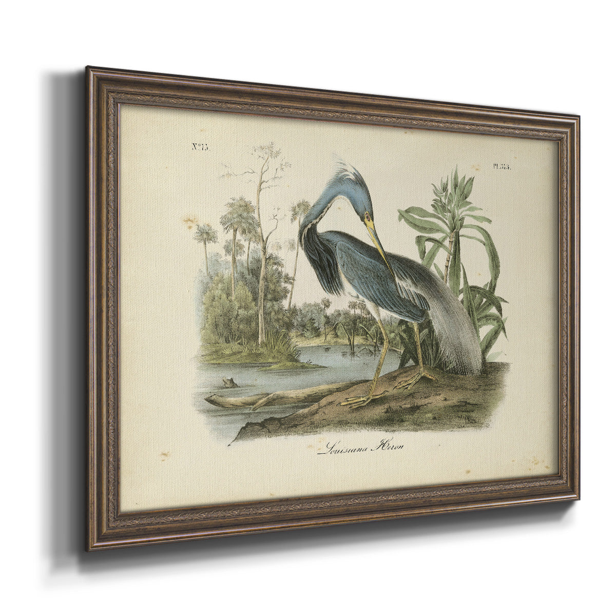 Audubons Louisiana Heron Premium Framed Canvas- Ready to Hang