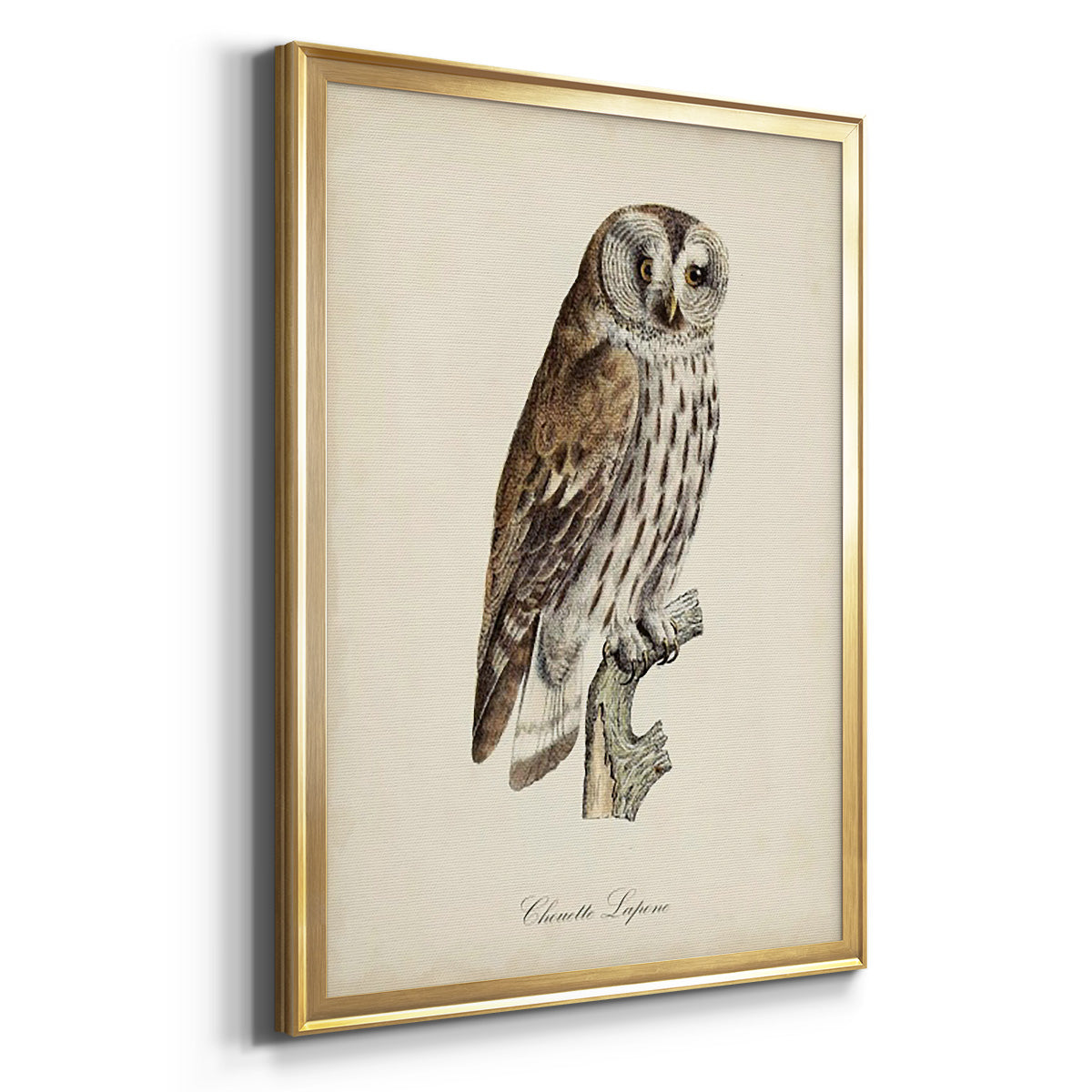 French Owls III - Modern Framed Canvas Print