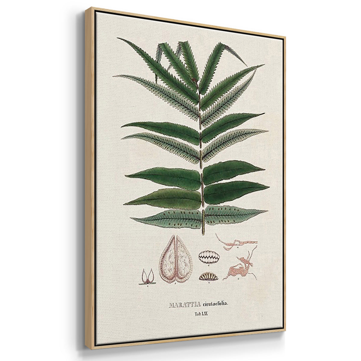 Botanical Society Ferns X - Framed Premium Gallery Wrapped Canvas L Frame 3 Piece Set - Ready to Hang