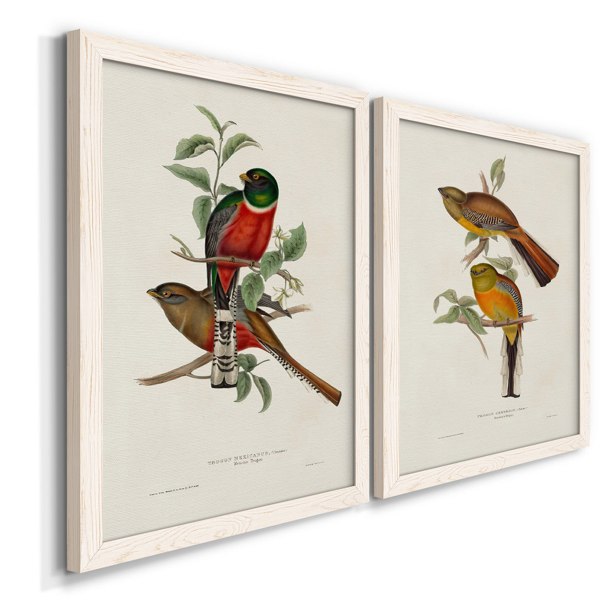 Elegant Trogons I - Premium Framed Canvas 2 Piece Set - Ready to Hang