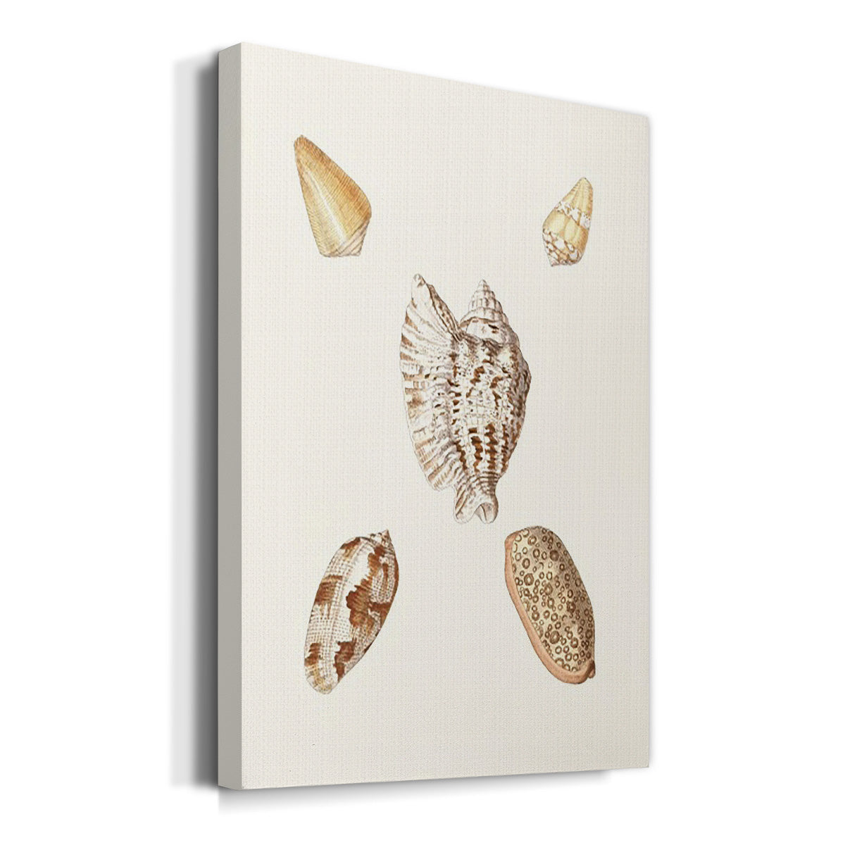 Pastel Knorr Shells VI - Canvas Art Print