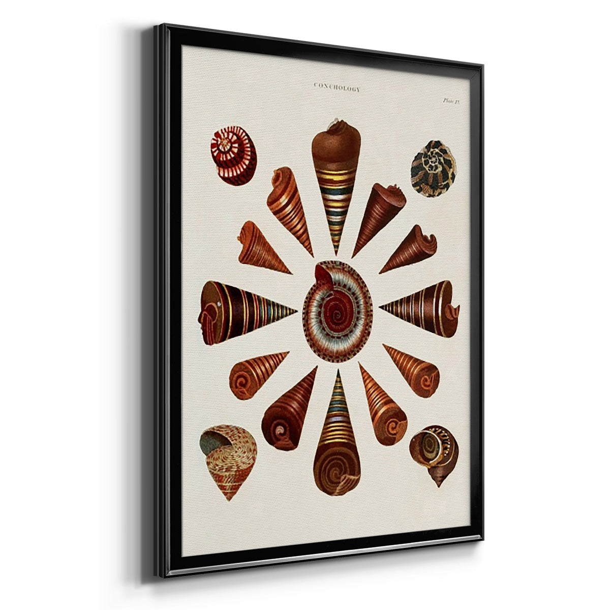 Spiral Shell Formation IV - Modern Framed Canvas Print