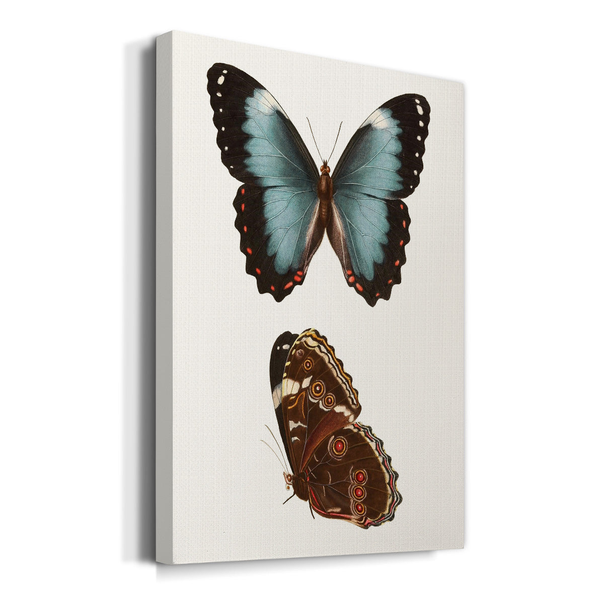 Antique Blue Butterflies IV Premium Gallery Wrapped Canvas - Ready to Hang