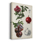 Pomegranate Composition II Premium Gallery Wrapped Canvas - Ready to Hang