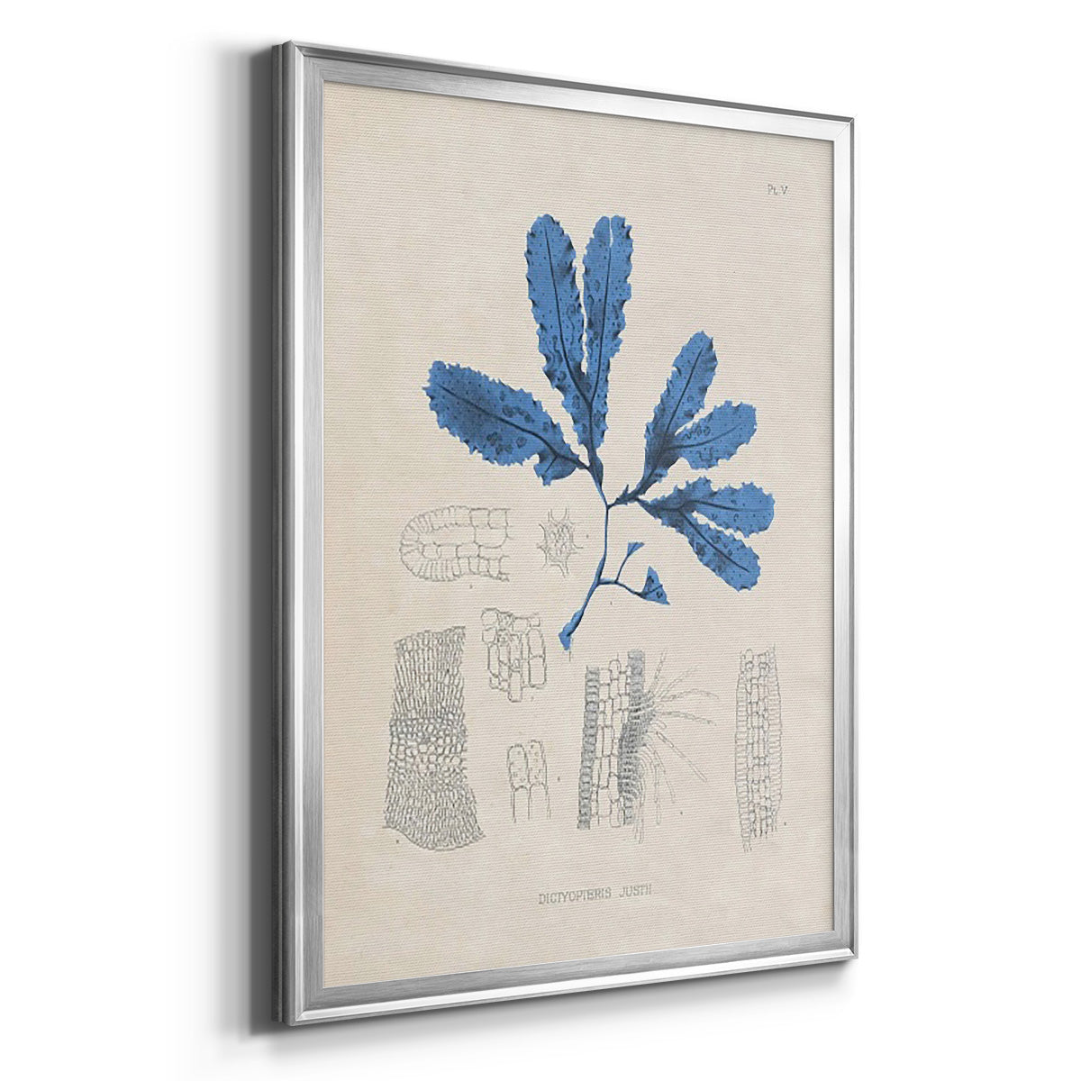 Blue Marine Algae VII - Modern Framed Canvas Print