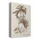 Sepia Fern Varieties III Premium Gallery Wrapped Canvas - Ready to Hang