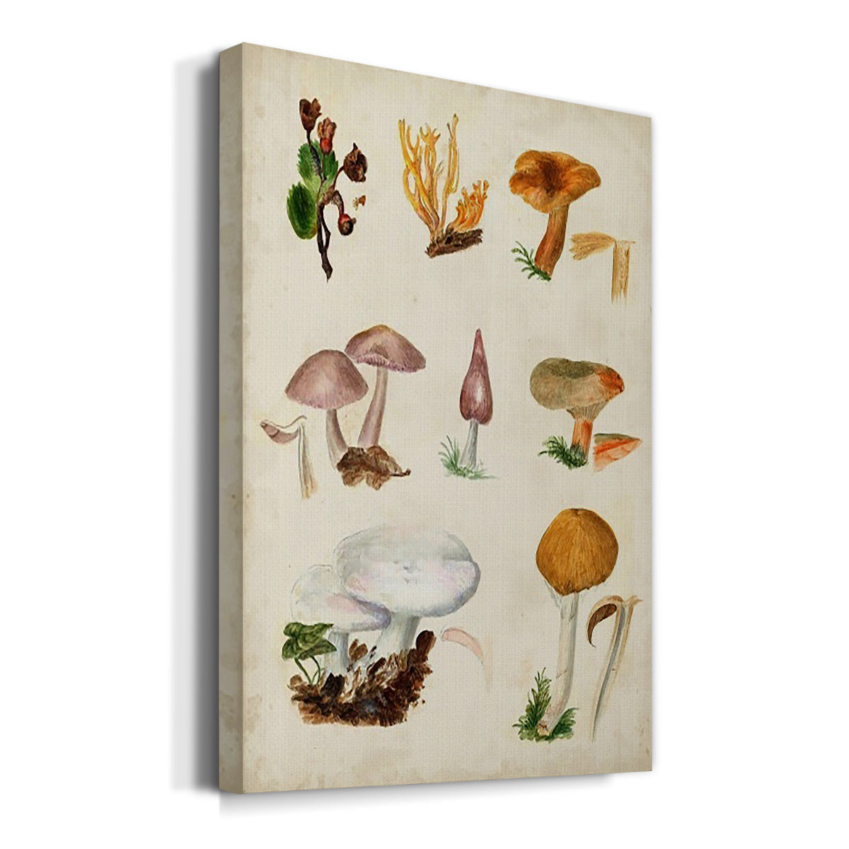 Mushroom Species VI - Canvas Art Print