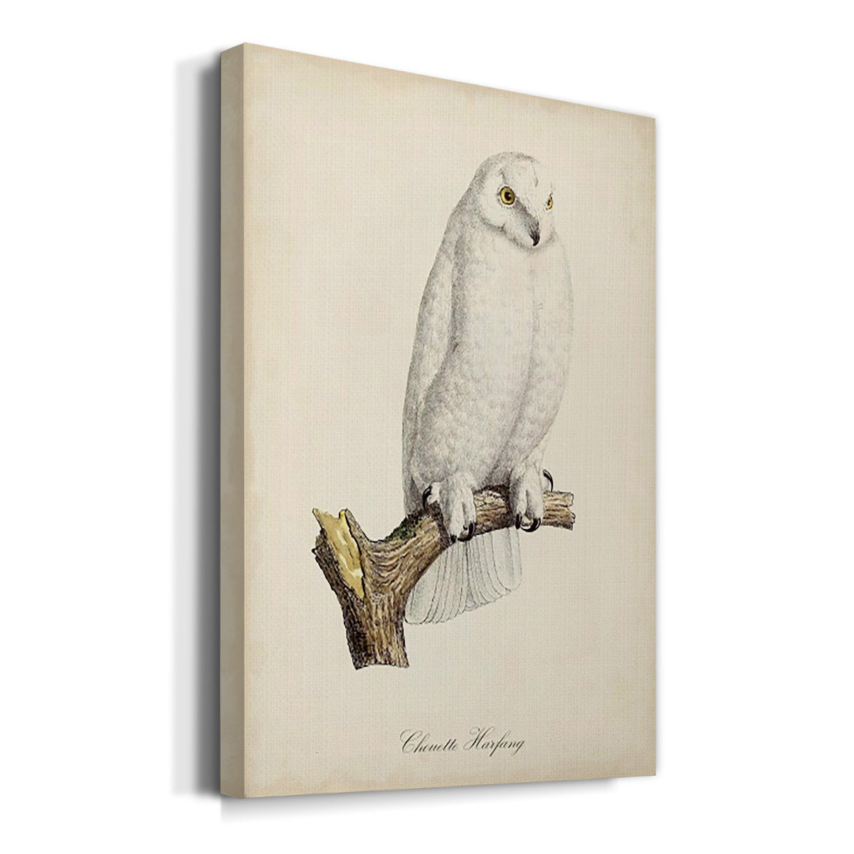 French Owls IV Premium Gallery Wrapped Canvas - Ready to Hang