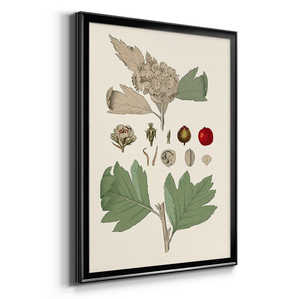 Leaves & Berries IV - Modern Framed Canvas Print