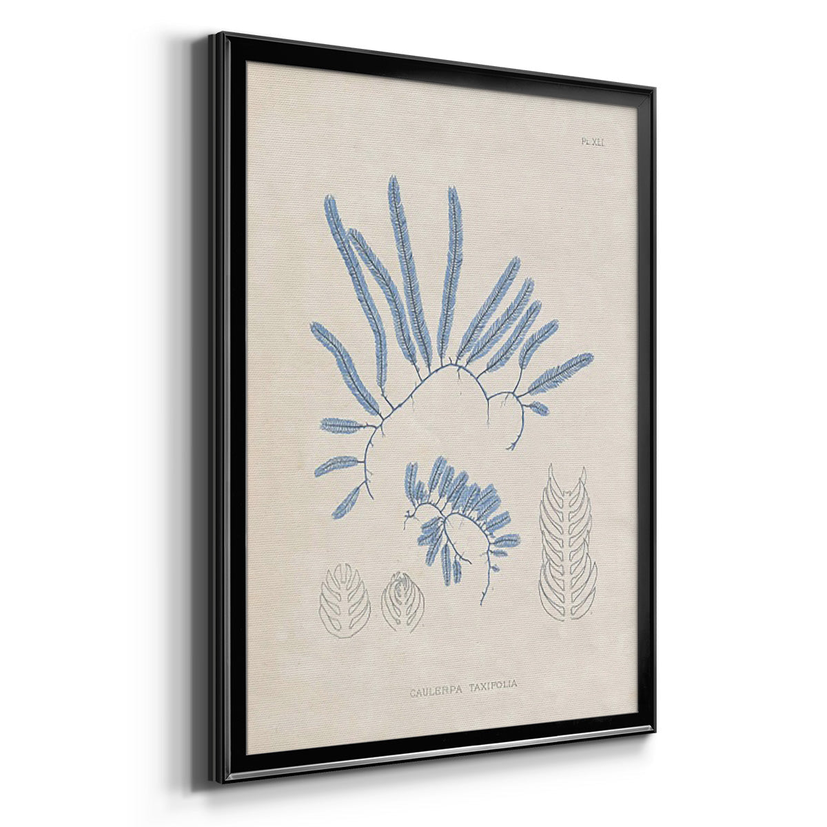 Blue Marine Algae II - Modern Framed Canvas Print